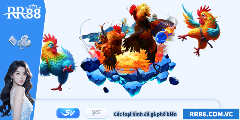 Các loại hình đá gà phổ biến