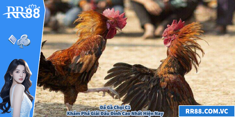Đá Gà Chọi C1 – Khám Phá Giải Đấu Đỉnh Cao Nhất Hiện Nay