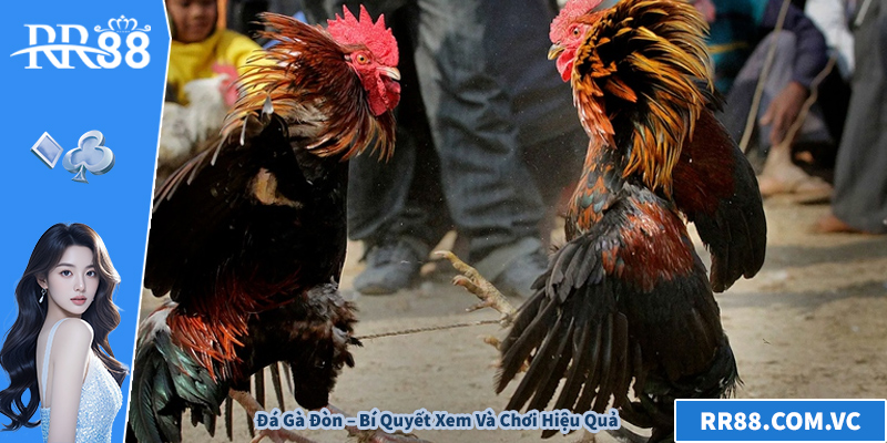 Đá Gà Đòn – Bí Quyết Xem Và Chơi Hiệu Quả Trên RR88