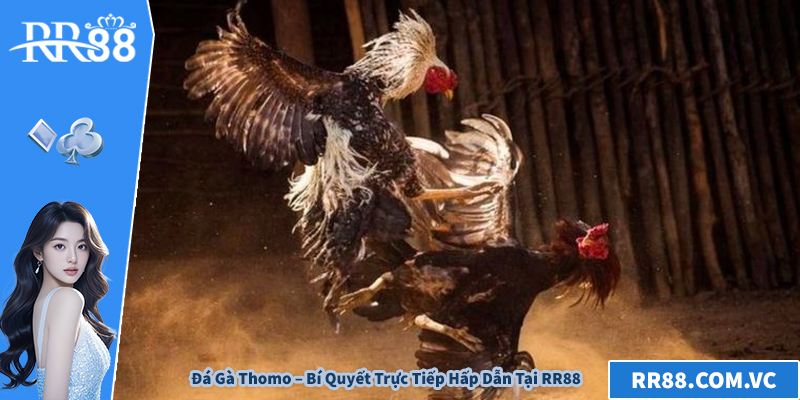Đá Gà Thomo – Bí Quyết Trực Tiếp Hấp Dẫn Tại RR88