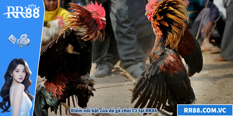 Đá Gà Chọi C1 – Khám Phá Giải Đấu Đỉnh Cao Nhất Hiện Nay Điểm nổi bật của đá gà chọi C1 tại RR88