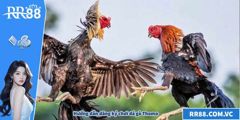 Đá Gà Thomo – Bí Quyết Trực Tiếp Hấp Dẫn Tại RR88 Hướng dẫn đăng ký chơi đá gà Thomo