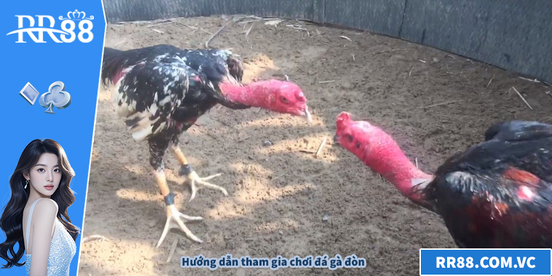 Hướng dẫn tham gia chơi đá gà đòn