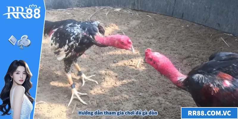 Đá Gà Đòn – Bí Quyết Xem Và Chơi Hiệu Quả Trên RR88 Hướng dẫn tham gia chơi đá gà đòn