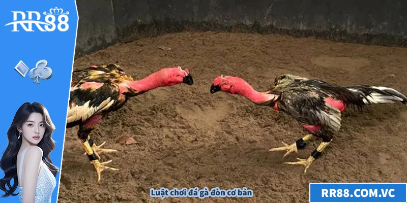 Đá Gà Đòn – Bí Quyết Xem Và Chơi Hiệu Quả Trên RR88 Luật chơi đá gà đòn cơ bản