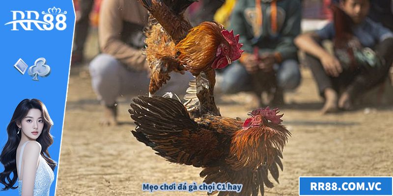 Đá Gà Chọi C1 – Khám Phá Giải Đấu Đỉnh Cao Nhất Hiện Nay Mẹo chơi đá gà chọi C1 hay