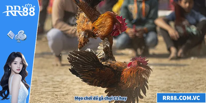 Mẹo chơi đá gà chọi C1 hay