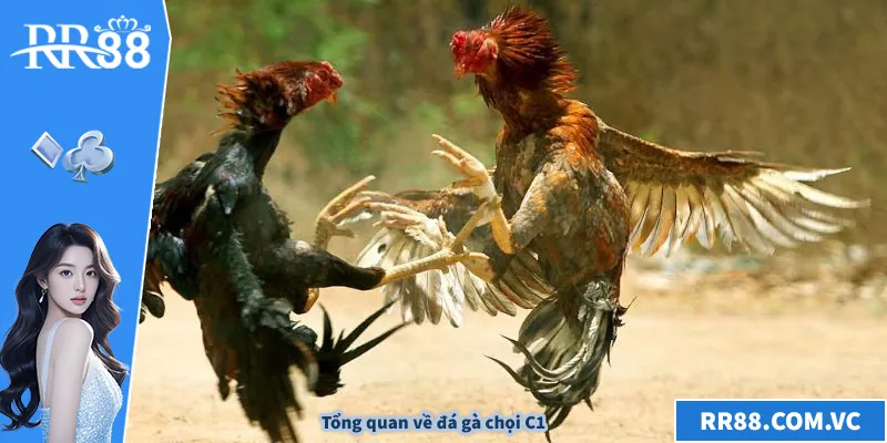 Tổng quan về đá gà chọi C1