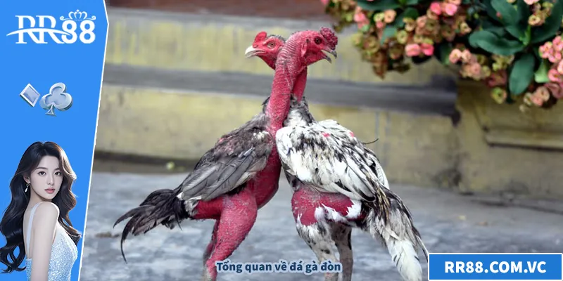 Đá Gà Đòn – Bí Quyết Xem Và Chơi Hiệu Quả Trên RR88 Tổng quan về đá gà đòn