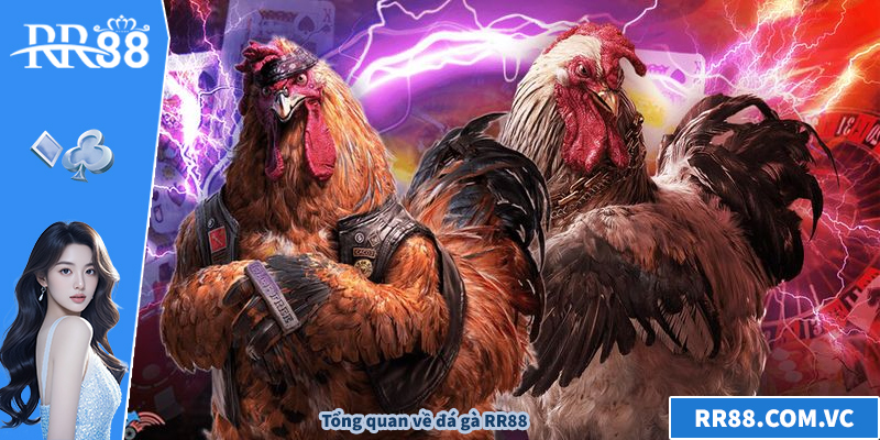 Tổng quan về đá gà RR88