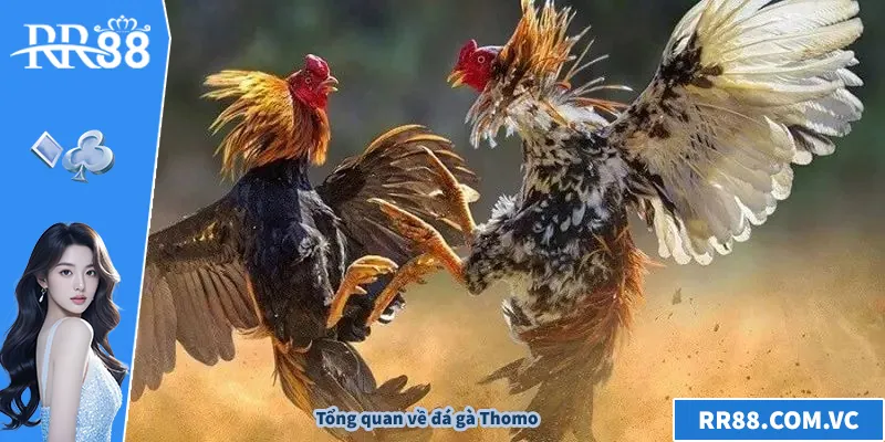 Đá Gà Thomo – Bí Quyết Trực Tiếp Hấp Dẫn Tại RR88 Tổng quan về đá gà Thomo