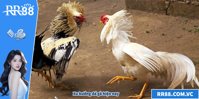 Xu hướng đá gà hiện nay